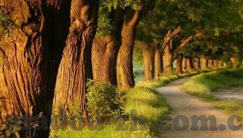 18款禁大象传媒-18款禁大象传媒，网络伦理与青少年保护的警钟